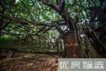 绿海花园效果图