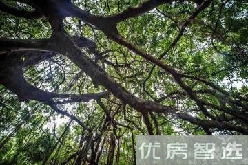 绿海花园效果图